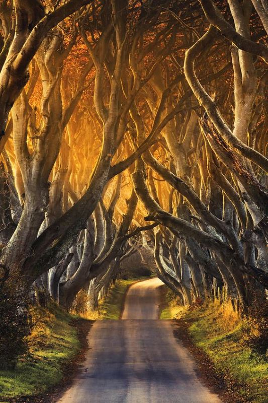 Dark Hedges, Ηνωμένο Βασίλειο