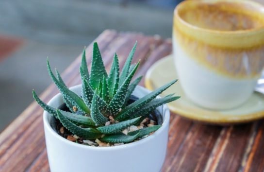 Τα φυτά που θα φέρουν ζωντάνια αλλά και χαλάρωση στην κρεβατοκάμαρά μας.