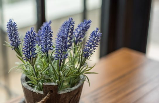 Τα φυτά που θα φέρουν ζωντάνια αλλά και χαλάρωση στην κρεβατοκάμαρά μας.