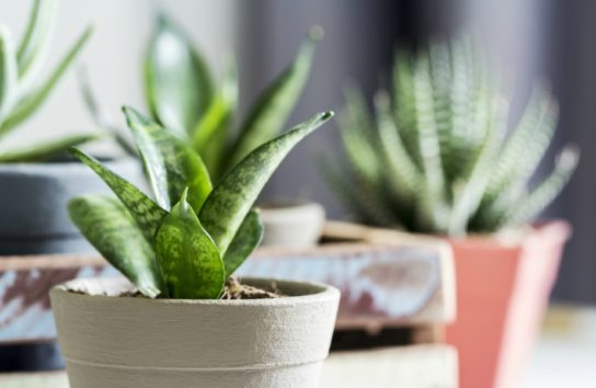 Τα φυτά που θα φέρουν ζωντάνια αλλά και χαλάρωση στην κρεβατοκάμαρά μας.