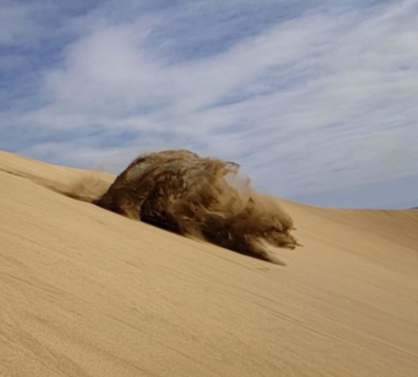 Η άμμος στην έρημο μοιάζει με αρκούδα που τρέχει.