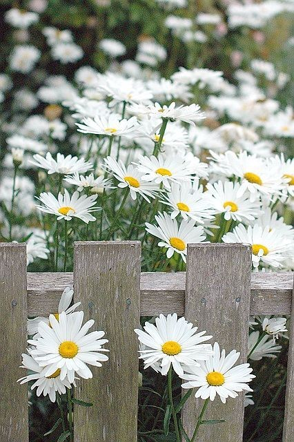 daisies9.jpg