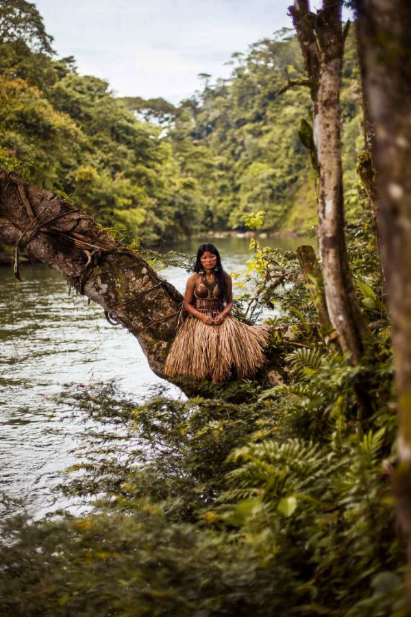 Το όνομα δεν είναι γνωστό. Amazon Rainforest, Ecuador.