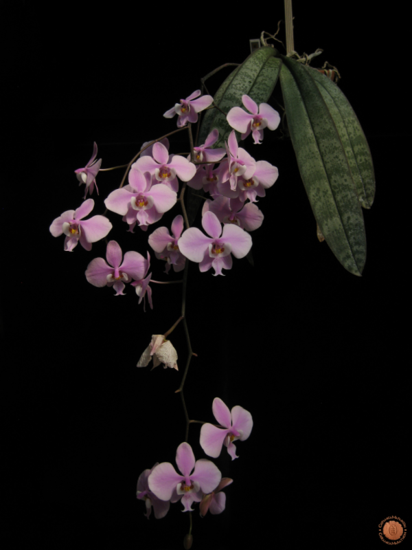 phalaenopsis-schilleriana.jpg