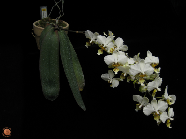 phalaenopsis-stuartiana.jpg