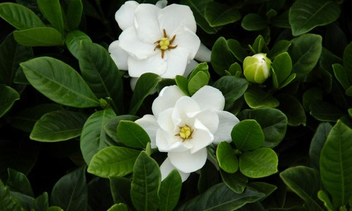 gardenia4.jpg