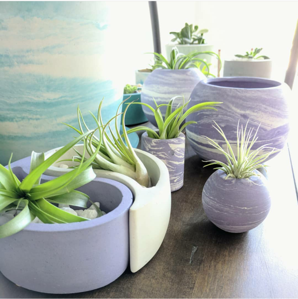 airplants2.png