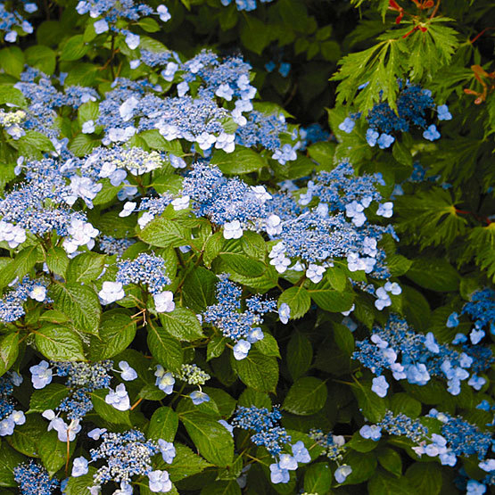 blue_plants4.jpg