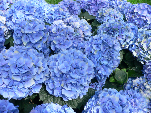 blue_plants9.jpg