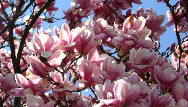 magnolia6.jpg