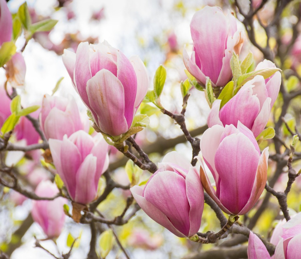 magnolia9.jpg
