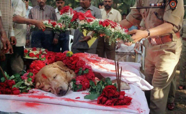 Ο σκύλος που έσωσε χιλιάδες ζωές εντοπίζοντας τόνους εκρηκτικών στο Mumbai κηδεύεται με τιμές | STR News / Reuters