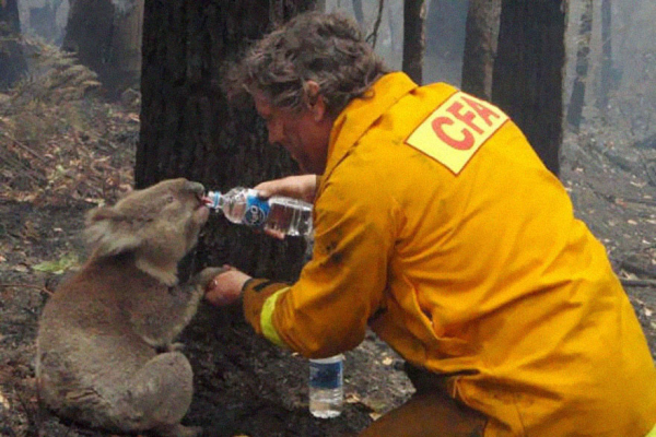 Πυροσβέστης δίνει νερό σε κοάλα κατά τη διάρκεια καταστροφικών πυρκαγιών στην Αυστραλία το 2009 | abc.net.au