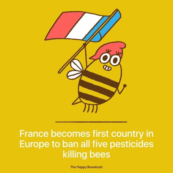 H Γαλλία έγινε η πρώτη χώρα της Ευρώπης που απαγόρευσε τα παρασιτοκτόνα που σκοτώνουν τις μέλισσες 