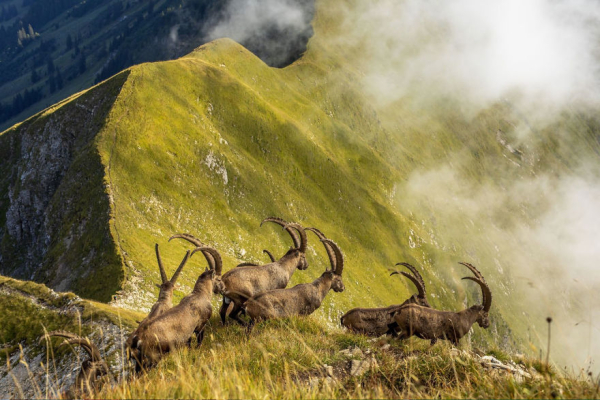 Τιμητική διάκριση, Φύση: 'King Of The Alps' - Jonas Schäfer