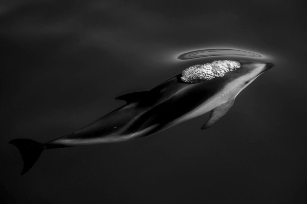Τρίτη θέση, Φύση: 'Dusky Dolphins' By Scott Portelli
