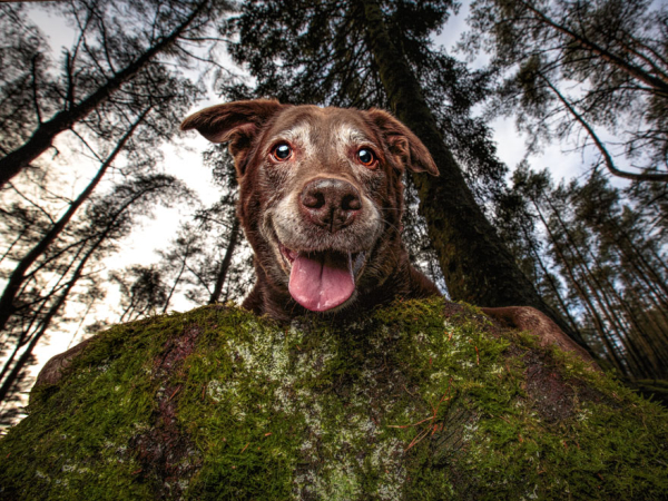 dog-photographer-of-the-year-2019-winners-5d1db89bded39_880.jpg
