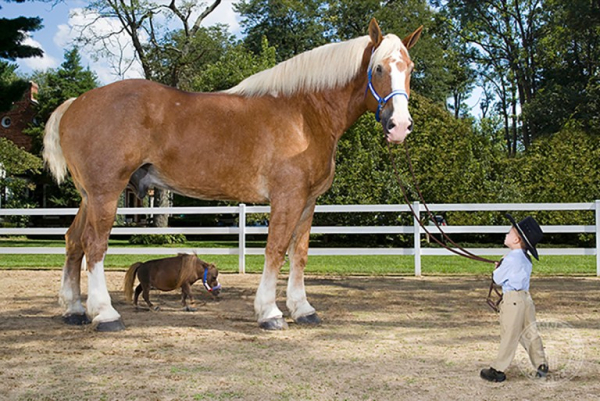 Το μεγαλύτερο άλογο, παρέα με το μικρότερο άλογο στον κόσμο!
