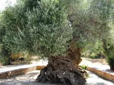 Η ελιά των Βουβών στην Κρήτη είναι 4.000 ετών