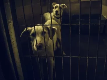 Καταγράψαμε τι συμβαίνει στην πόλη που «πάτωσε» στην αξιολόγηση για τα αδέσποτα