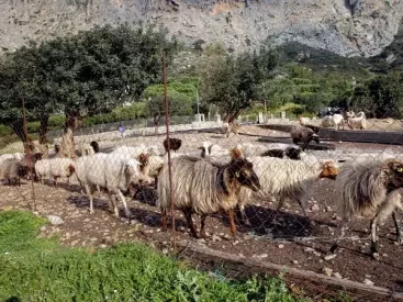 Ποιοι μοιράστηκαν τις επιδοτήσεις του ΟΠΕΚΕΠΕ - Τα ονόματα και τα ποσά