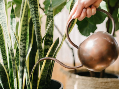 Το τέλειο TikTok hack για να μένουν τα φυτά σου ποτισμένα όταν λείπεις σε διακοπές