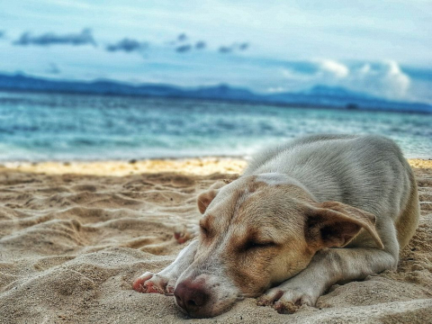 Σκύλος στην παραλία