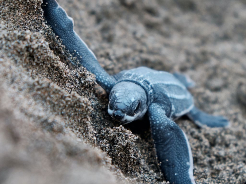 Θαλάσσιο χελωνάκι