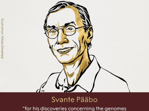 Το φετινό Νόμπελ Ιατρικής απονεμήθηκε στον γενετιστή Svante Pääbo «για το γονιδίωμα των εξαφανισμένων ανθρωποειδών»