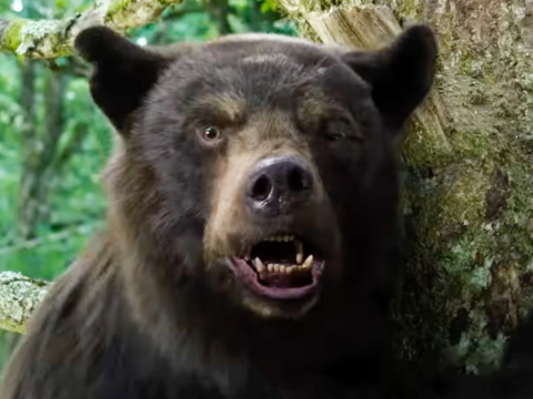 Cocaine Bear: Το νέο θρίλερ για μια αληθινή ιστορία, με μία αρκούδα που πήρε ναρκωτικά