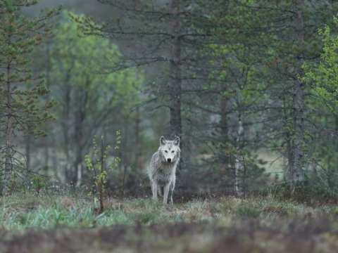 16 περιβαλλοντικές οργανώσεις ανησυχούν για τη διατήρηση του λύκου στην Ευρώπη