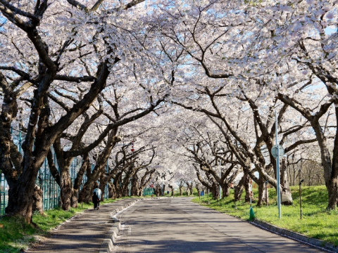 10 πράγματα που πρέπει να ξέρετε πριν ταξιδέψετε στην Ιαπωνία