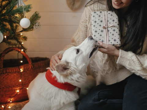 Αυτά τα δέκα χριστουγεννιάτικα τραγούδια κάνουν τον σκύλο σου να αγχώνεται