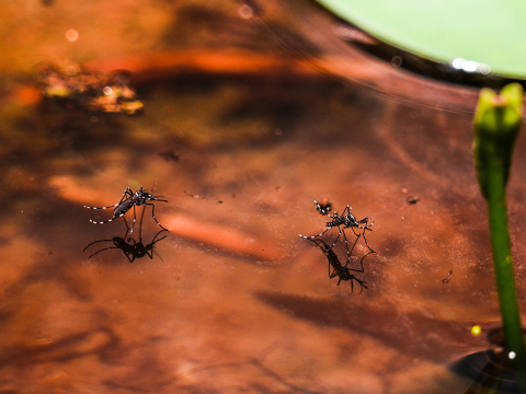 Iδιαίτερα φιλικές για τα κουνούπια οι κλιματικές αλλαγές - «Δωδεκάμηνη πλέον η δραστηριότητα τους στη Μεσόγειο»