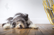 blow-the-whimsical-and-artistic-photo-series-from-scruffy-dog-photography-that-explores-the-fun-interactions-of-dogs-with-fans-5889abc185d64-880.jpg