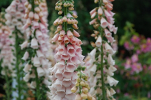 foxglove-faeparsons.jpg