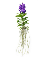 vanda-4.jpg
