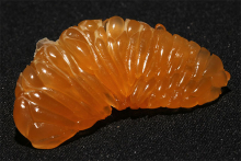 peeled-fruits-without-peels-7-596339dc48baf-605.jpg