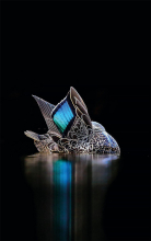 bird-photographer-of-the-year-2017-27-59acfcbf69f27-880.jpg