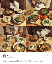 cat13.jpg