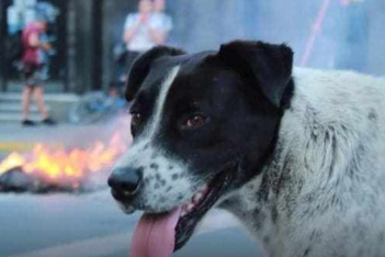 El Vaquita: Ο σκύλος επαναστάτης της Χιλής και η ψεύτικη διαδήλωση που του έσωσε τη ζωή