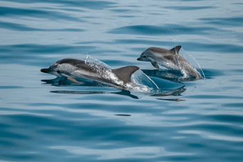 Τα δελφίνια έχουν κλειτορίδα σαν τη γυναικεία και νιώθουν ηδονή, σύμφωνα με νέα έρευνα