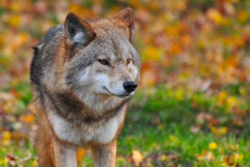 Αρκτούρος: Τεράστια ευκαιρία για την πολύπαθη Αττική η επανεμφάνιση του λύκου στην Πάρνηθα