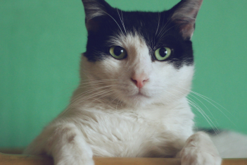 Πώς βλέπει η γάτα σας τον κόσμο; Ένα βίντεο δίνει την απάντηση
