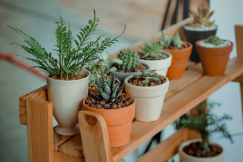 5 φυτά που μεγαλώνουν γρήγορα αν βιάζεσαι να ανθίσει το μπαλκόνι σου