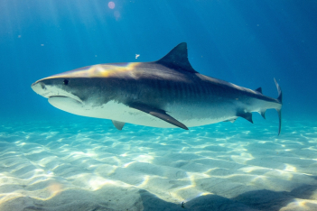 Το National Geographic σου αποκαλύπτει ποιος καρχαρίας είσαι, βάσει του ζωδίου σου