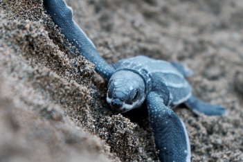 Θαλάσσιο χελωνάκι
