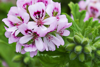Αρμπαρόριζα: Ένα έντονα αρωματικό και εύκολο φυτό