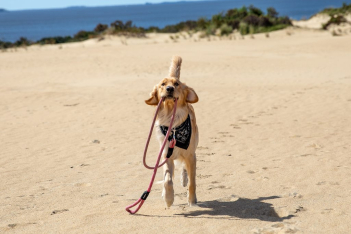 Βόλτα με τον σκύλο: Ποια είναι τα (μεγάλα) οφέλη για την υγεία