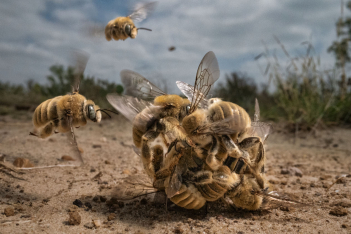 Wildlife Photographer of the Year: Πρώτη θέση οι μέλισσες σε ερωτική μάχη - Κέρδισε και Έλληνας φωτογράφος για τα μανιτάρια του Ολύμπου